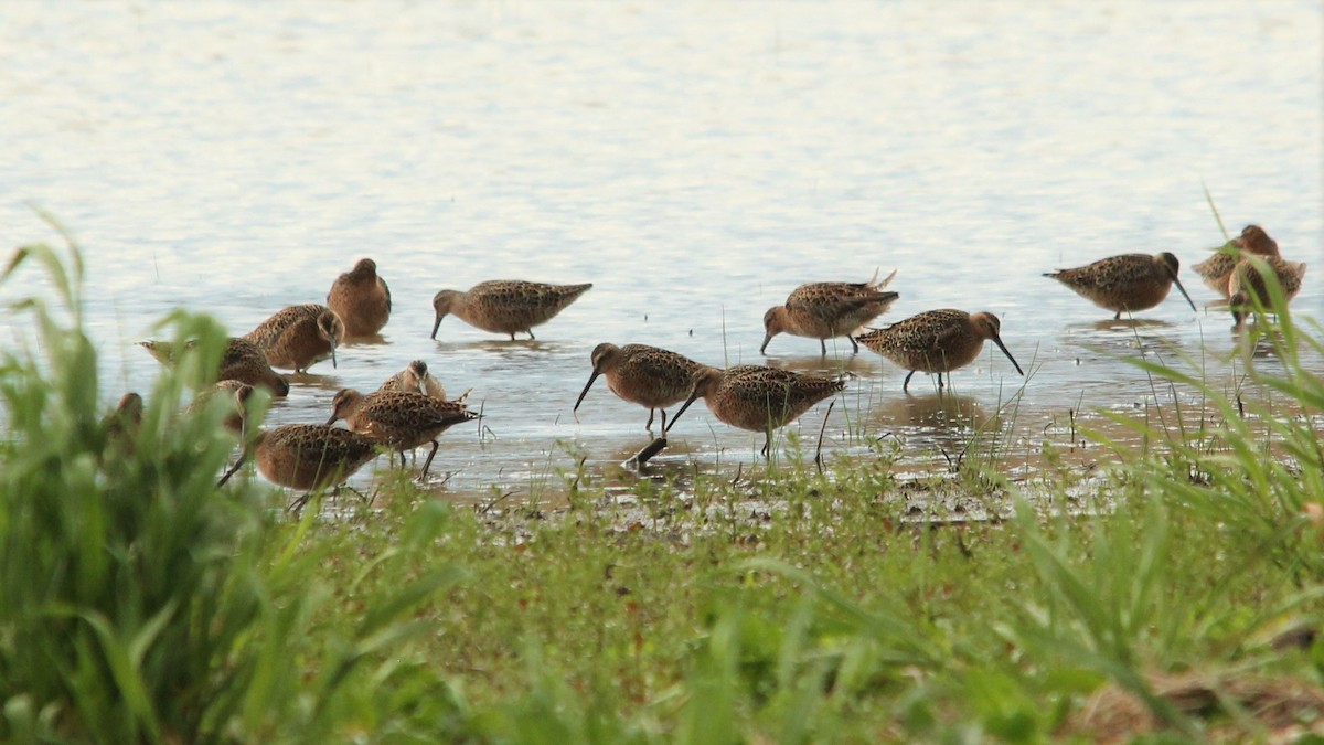 Short-billed Dowitcher - ML450592941