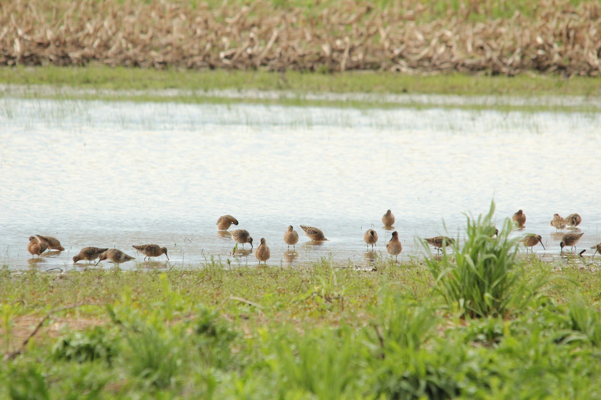 Short-billed Dowitcher - ML450592961