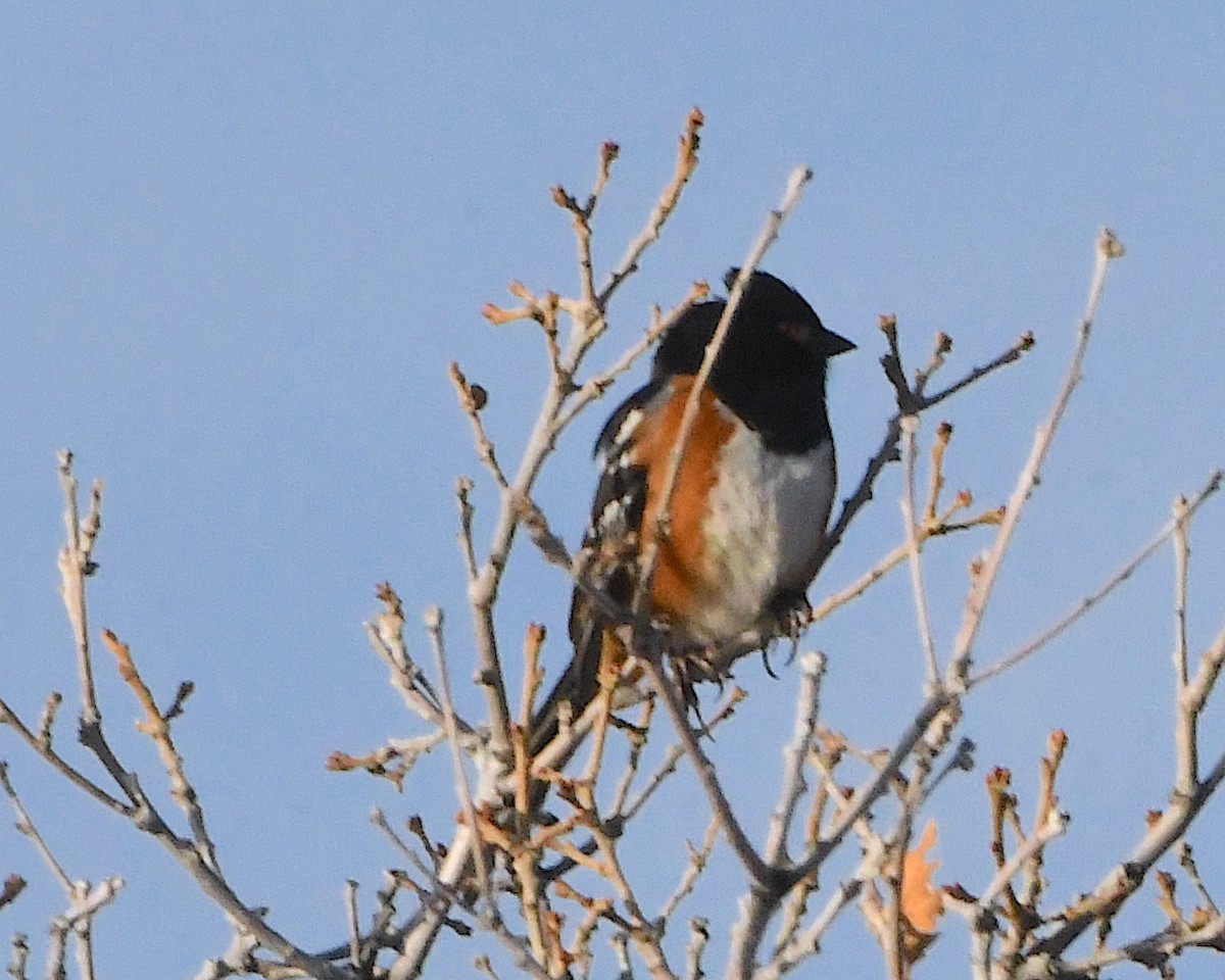 Spotted Towhee - ML450592971