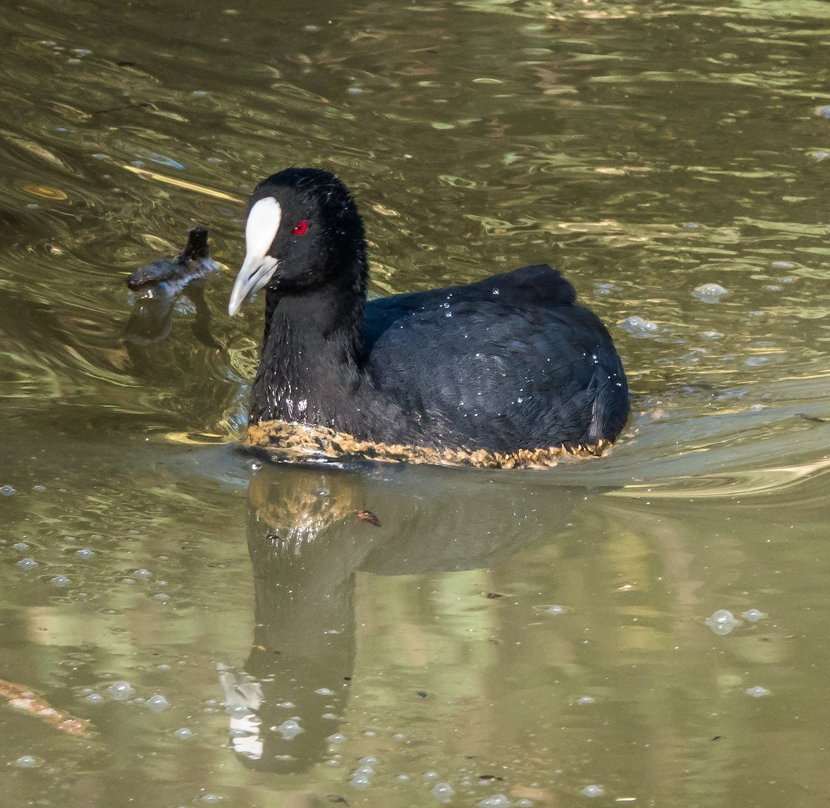 Eurasian Coot - ML450596661