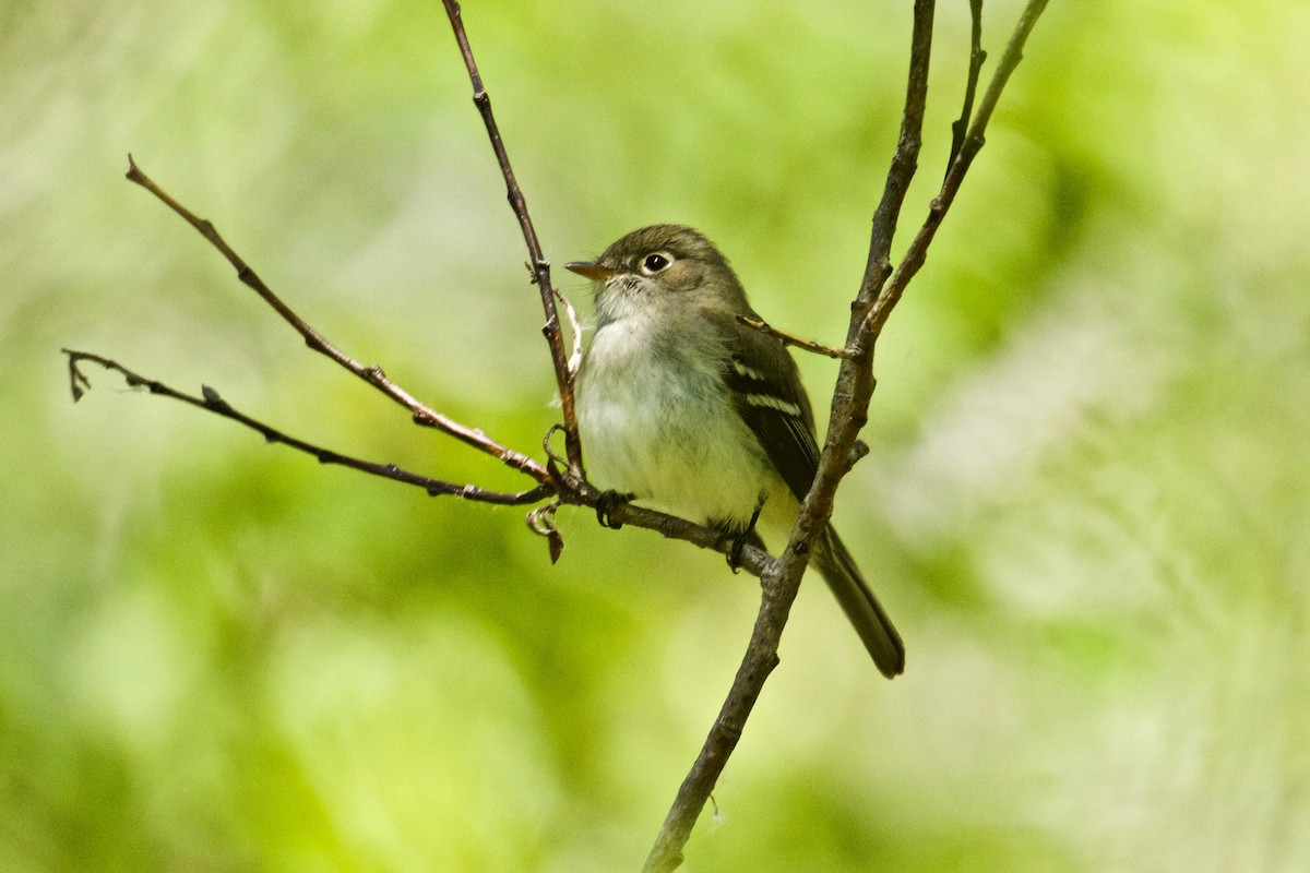 Least Flycatcher - ML450596731