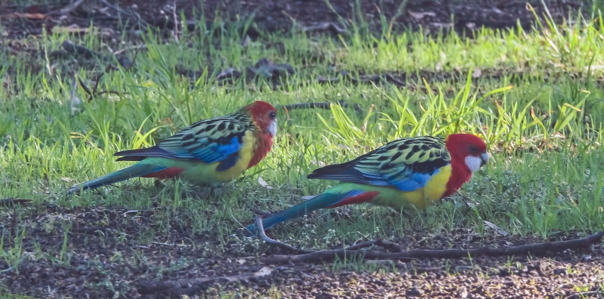 Eastern Rosella - ML450596781