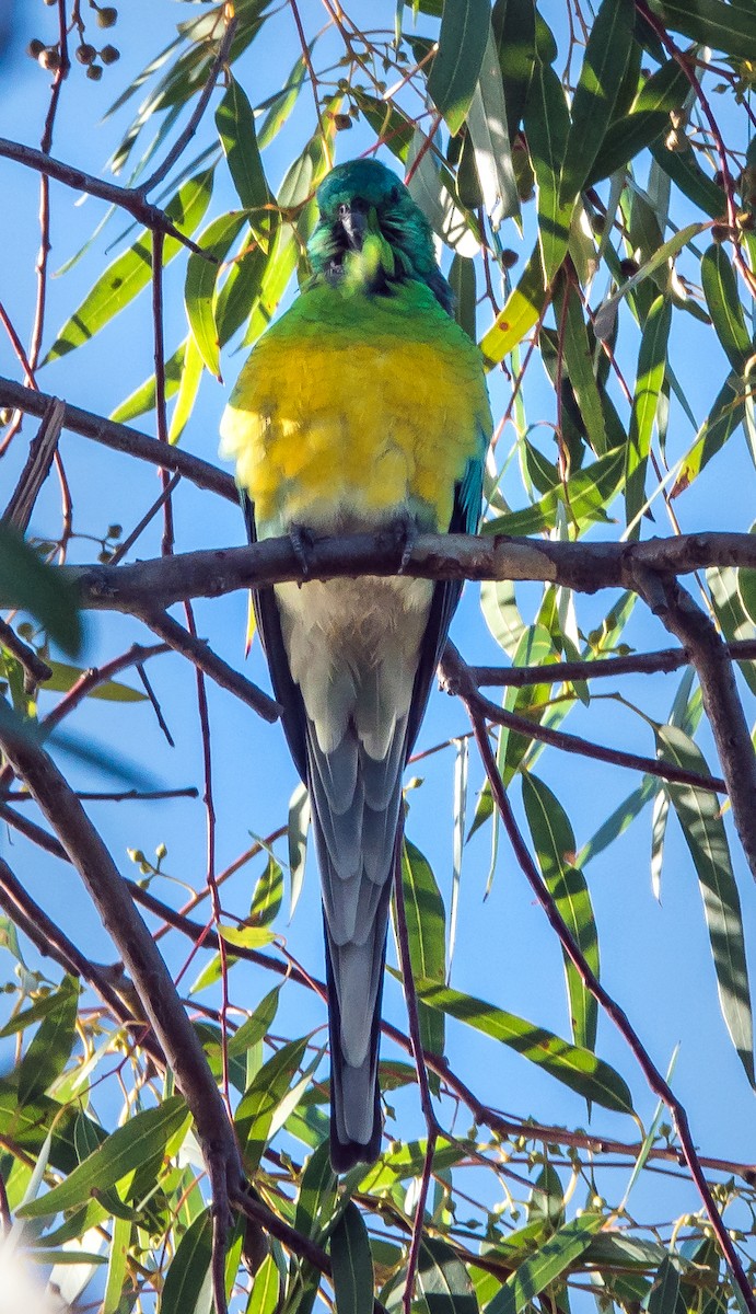 Red-rumped Parrot - ML450596921