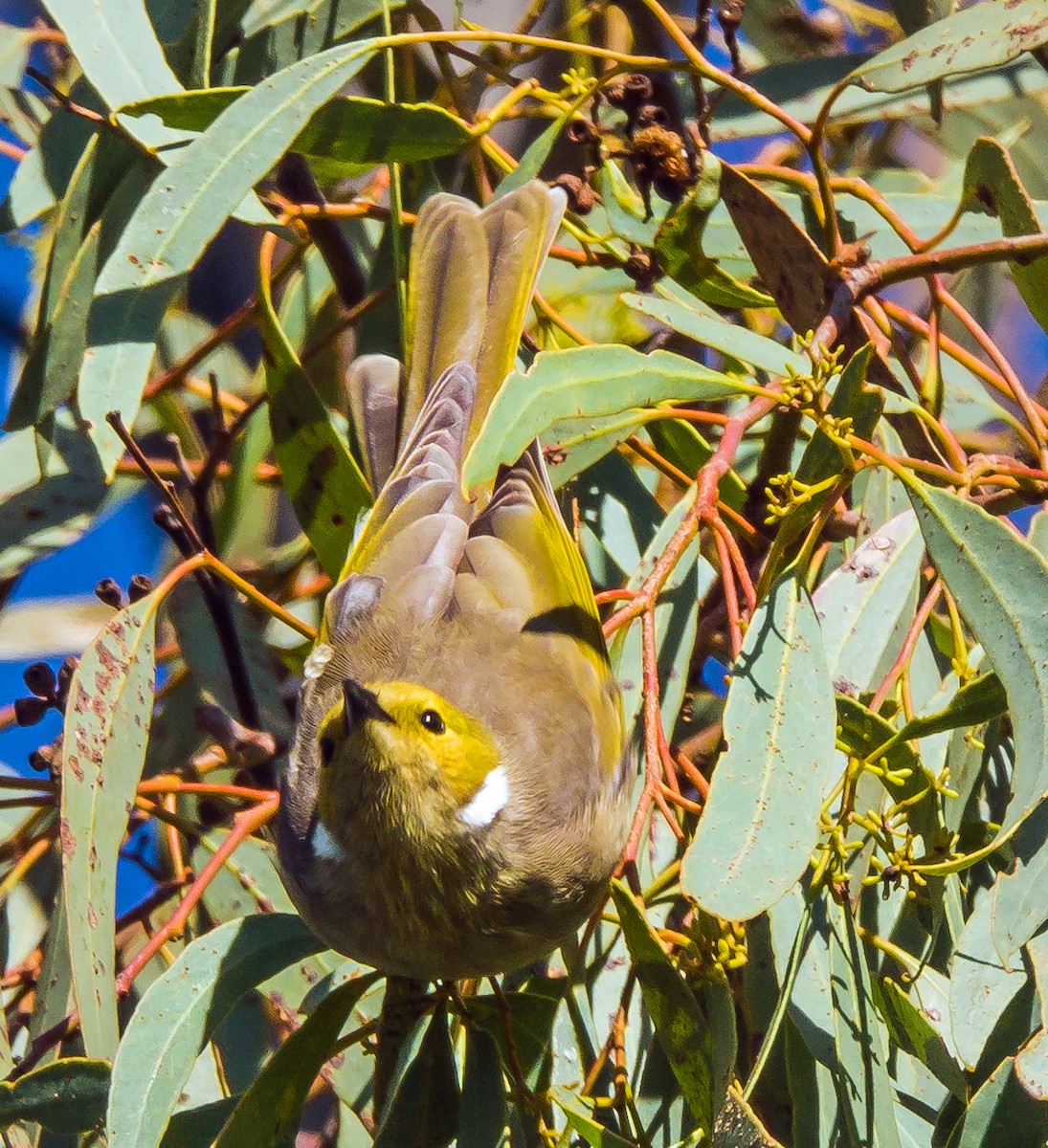 White-plumed Honeyeater - ML450597241