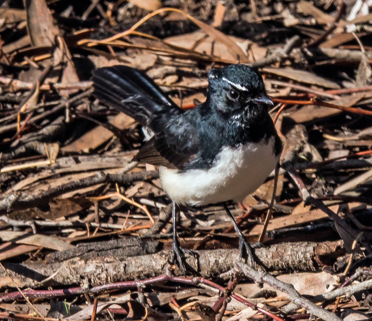 Willie-wagtail - ML450597311