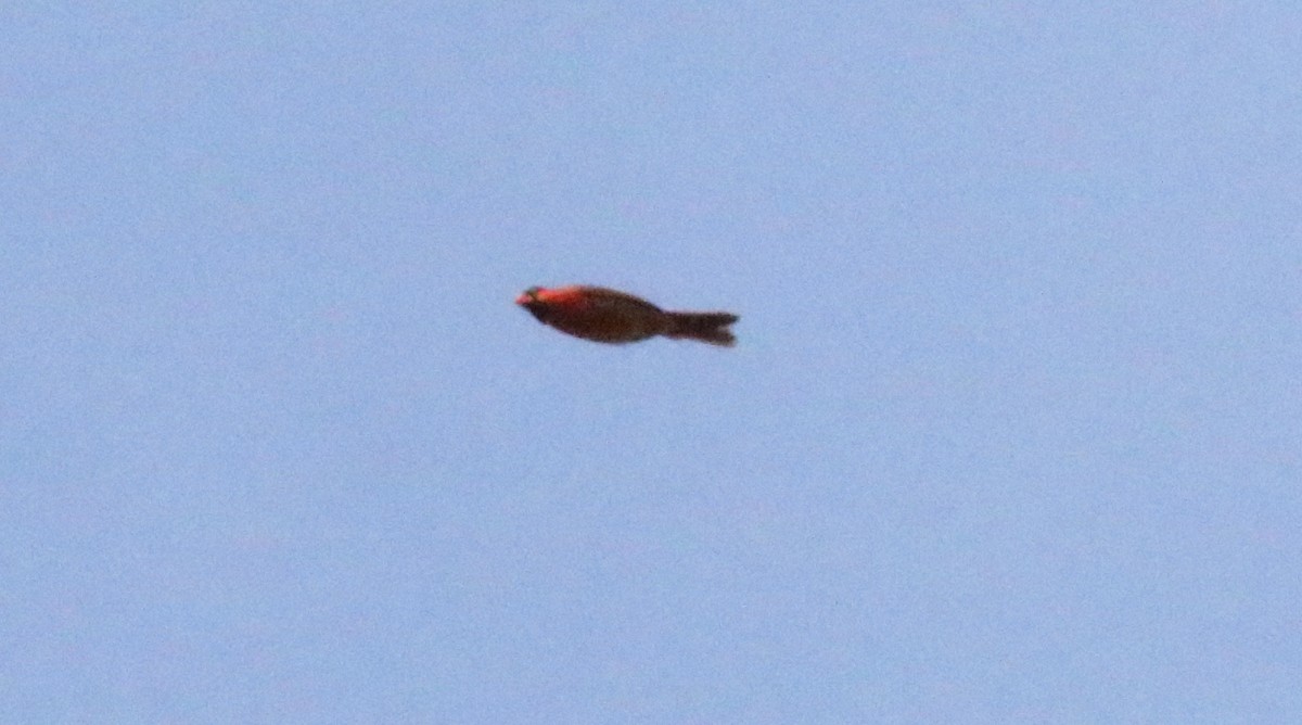 Northern Cardinal - ML450597551