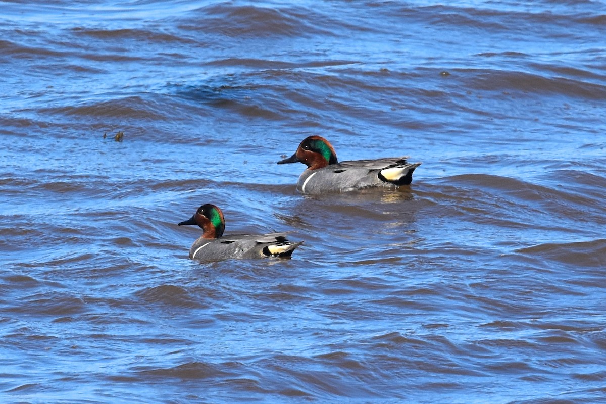 Green-winged Teal - ML450598391
