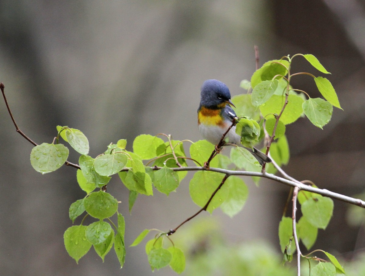 Northern Parula - John Willson