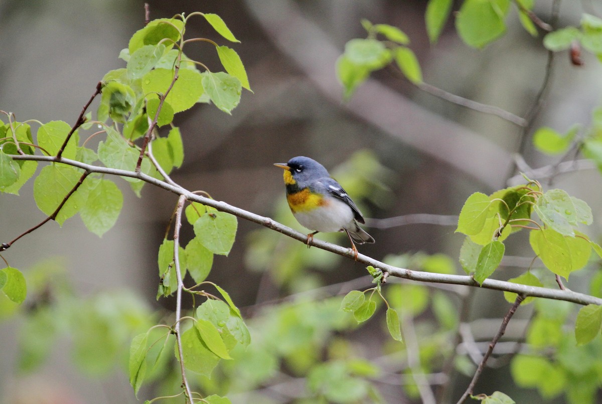 Northern Parula - ML450600071