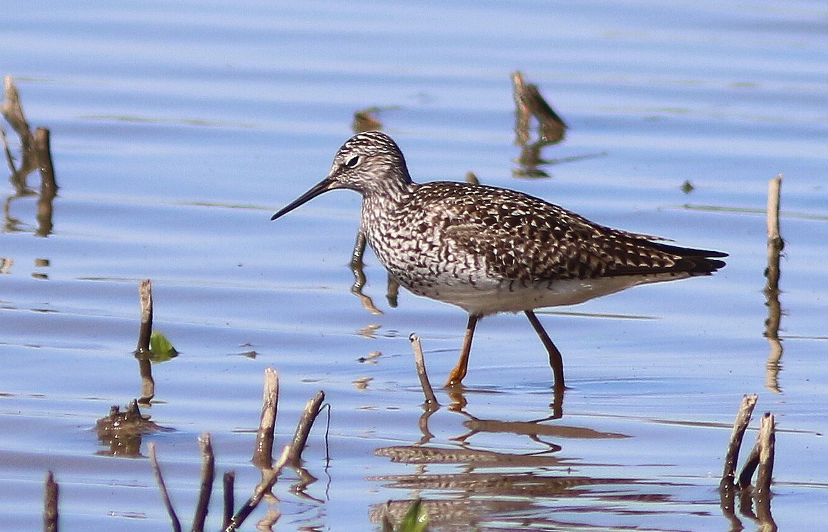 Lesser Yellowlegs - ML450601921