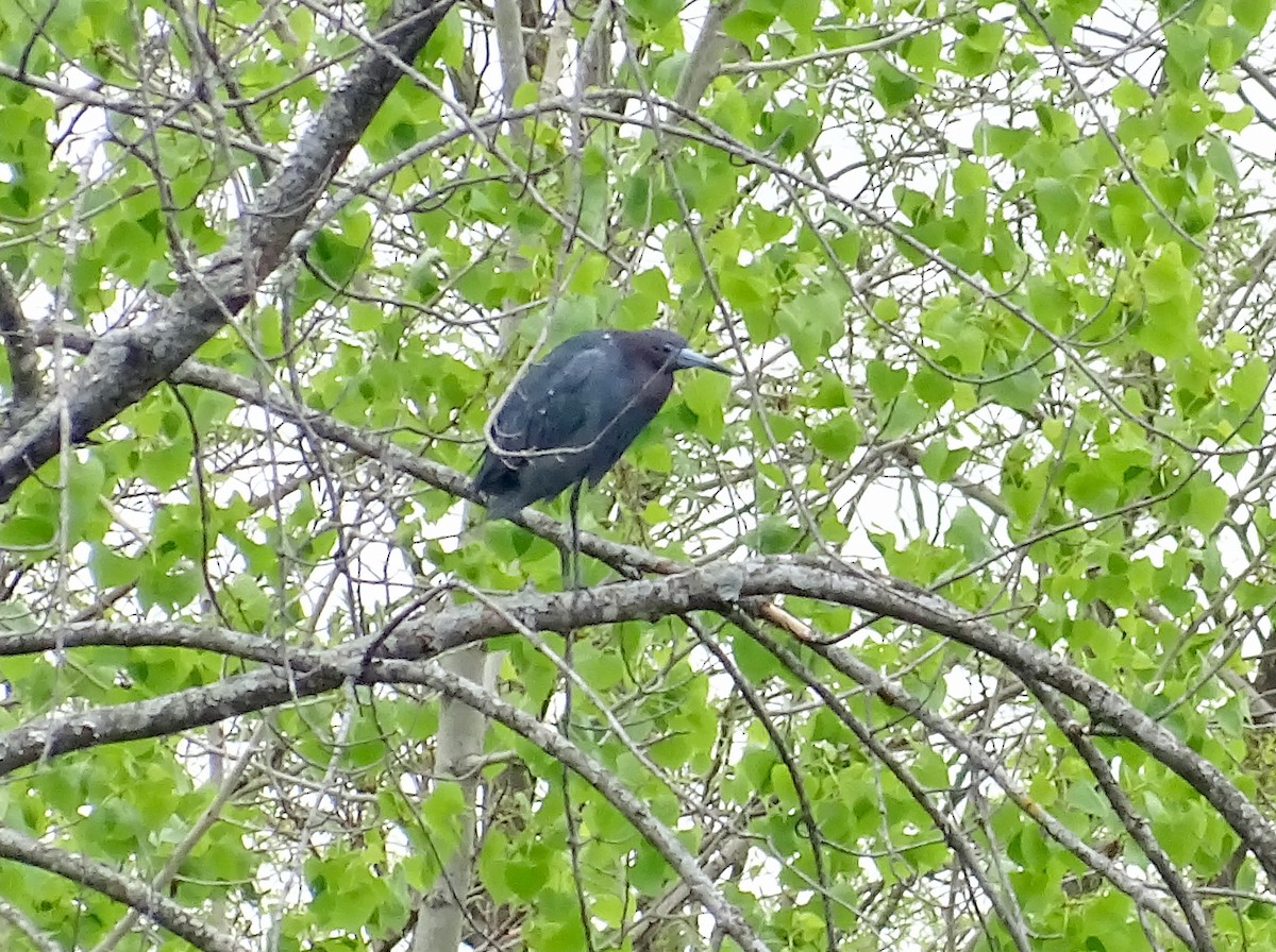 Little Blue Heron - Patrick Ready