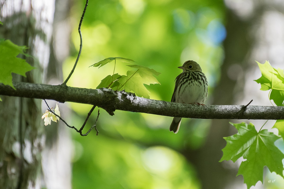 Ovenbird - ML450603461