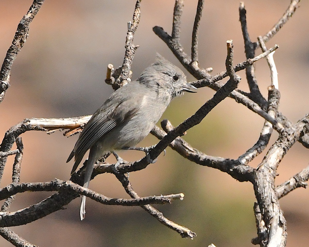 Mésange des genévriers - ML450603491