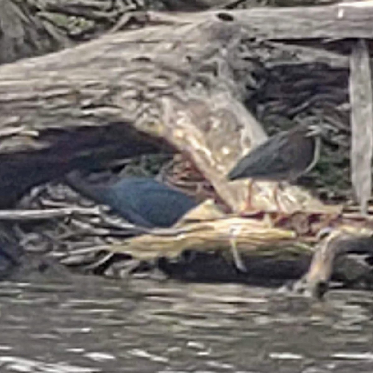 Little Blue Heron - ML450604191