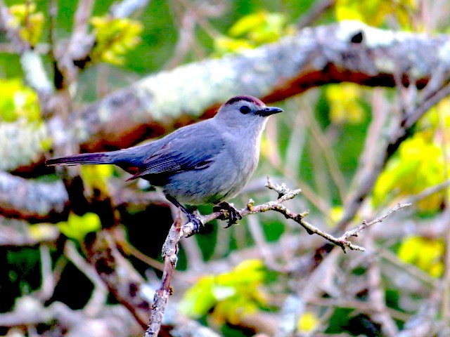 Pájaro Gato Gris - ML450604411