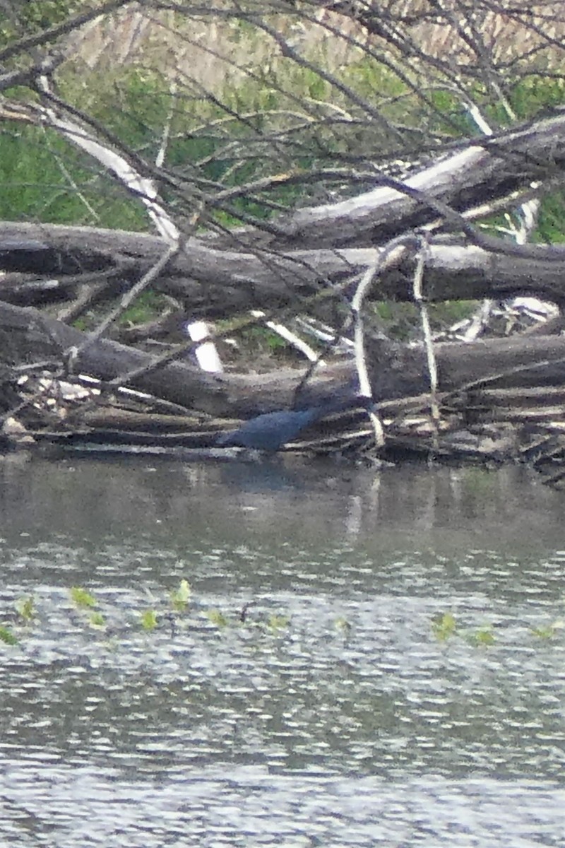 Little Blue Heron - K K