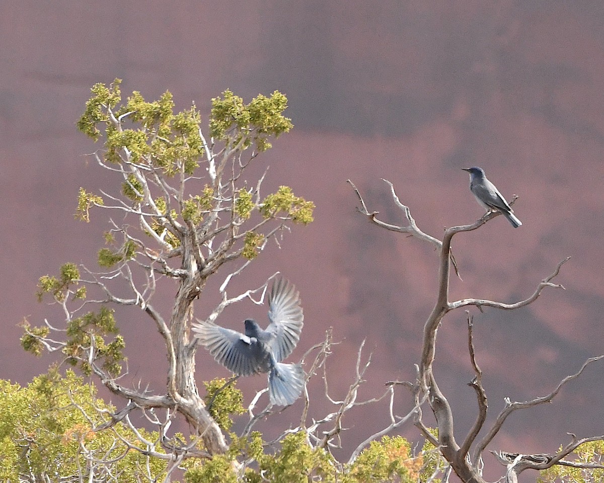 Pinyon Jay - ML450604591