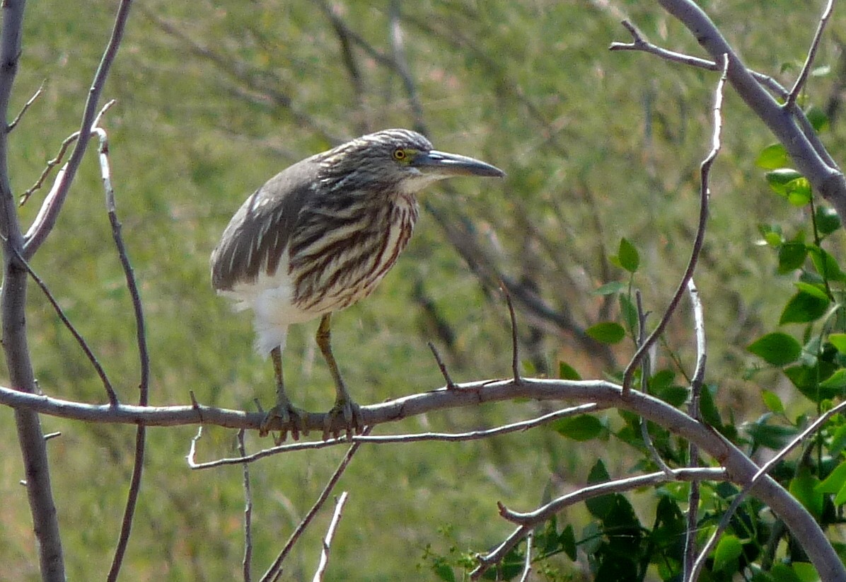 Indian Pond-Heron - ML45060481