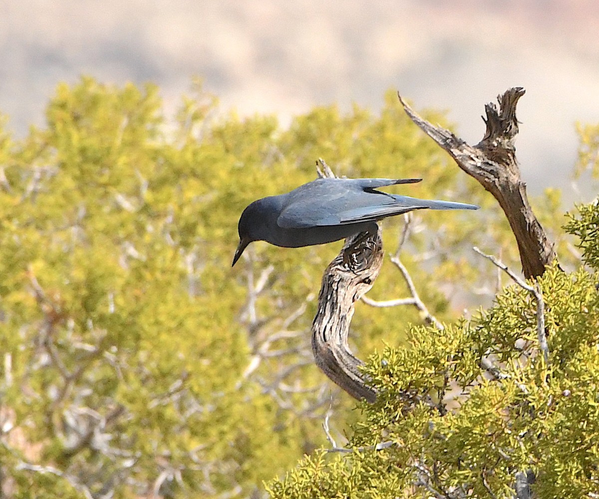 Pinyon Jay - ML450605971