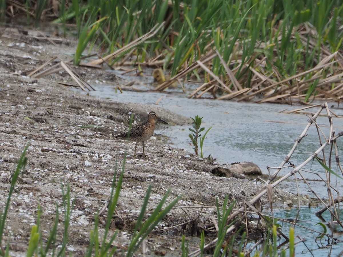 Short-billed Dowitcher - ML450606281