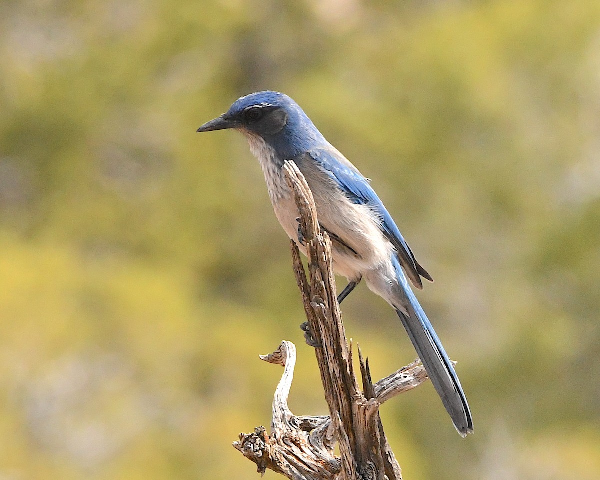 Woodhouse's Scrub-Jay - ML450606671