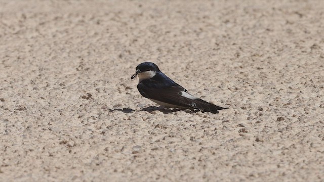 Western House-Martin - ML450607001