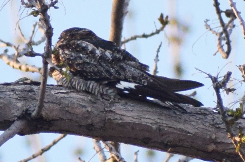 Common Nighthawk - ML450609901