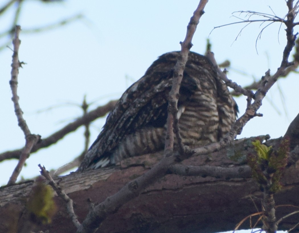 Common Nighthawk - ML450609911