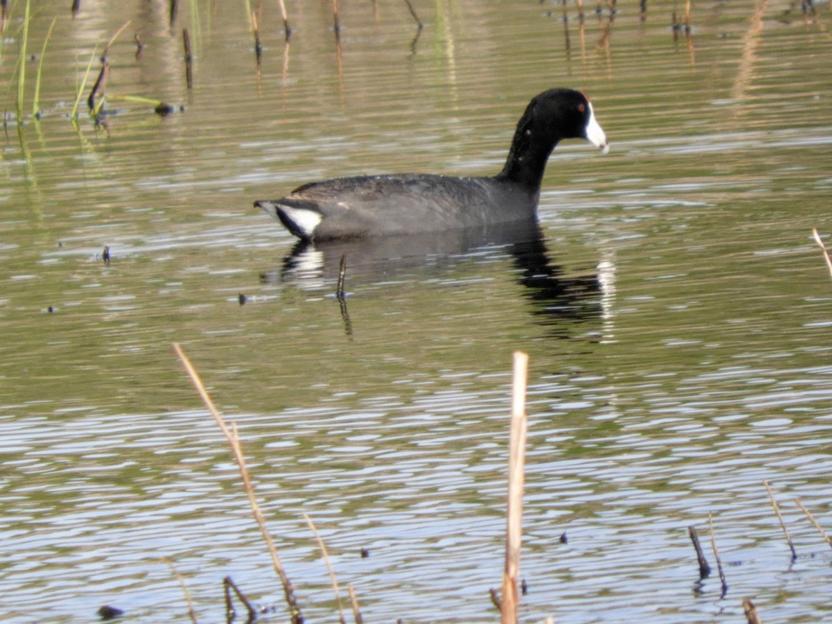 American Coot - ML450610011