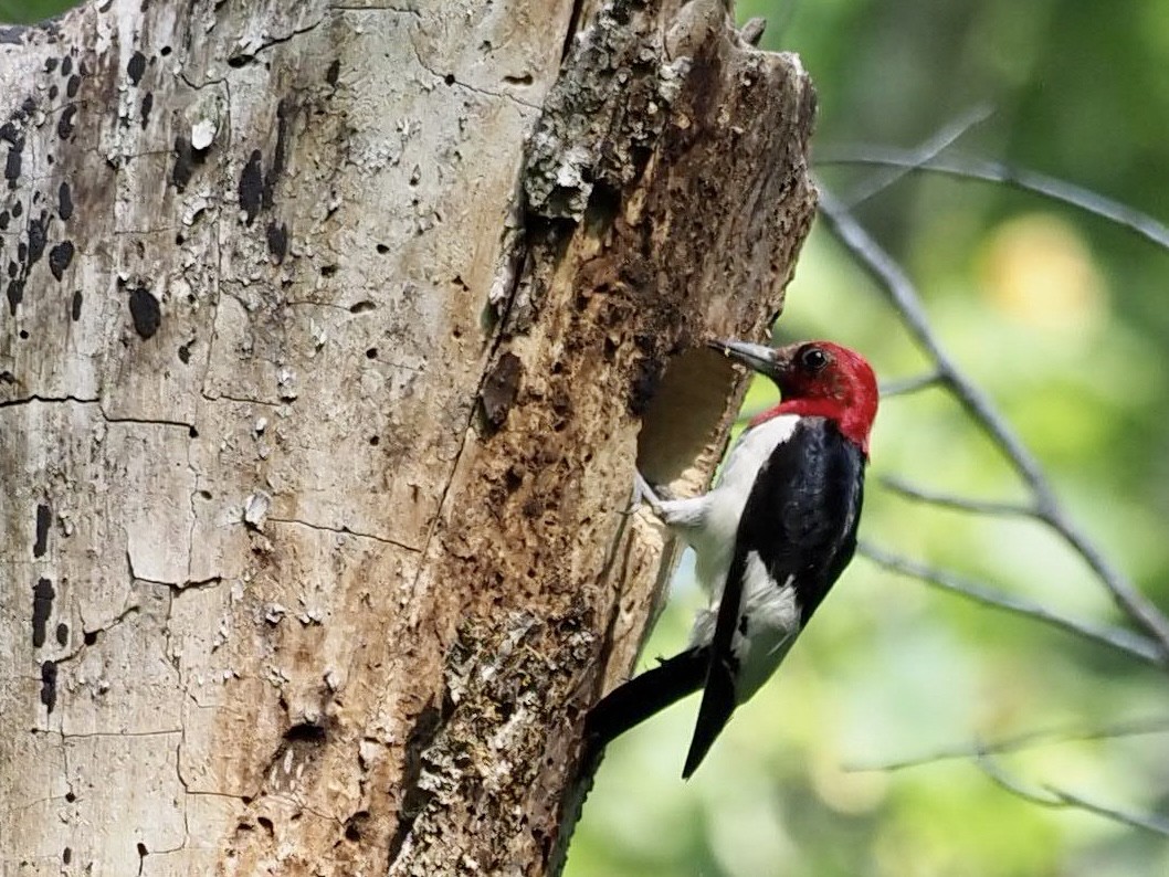 Red-headed Woodpecker - ML450610601