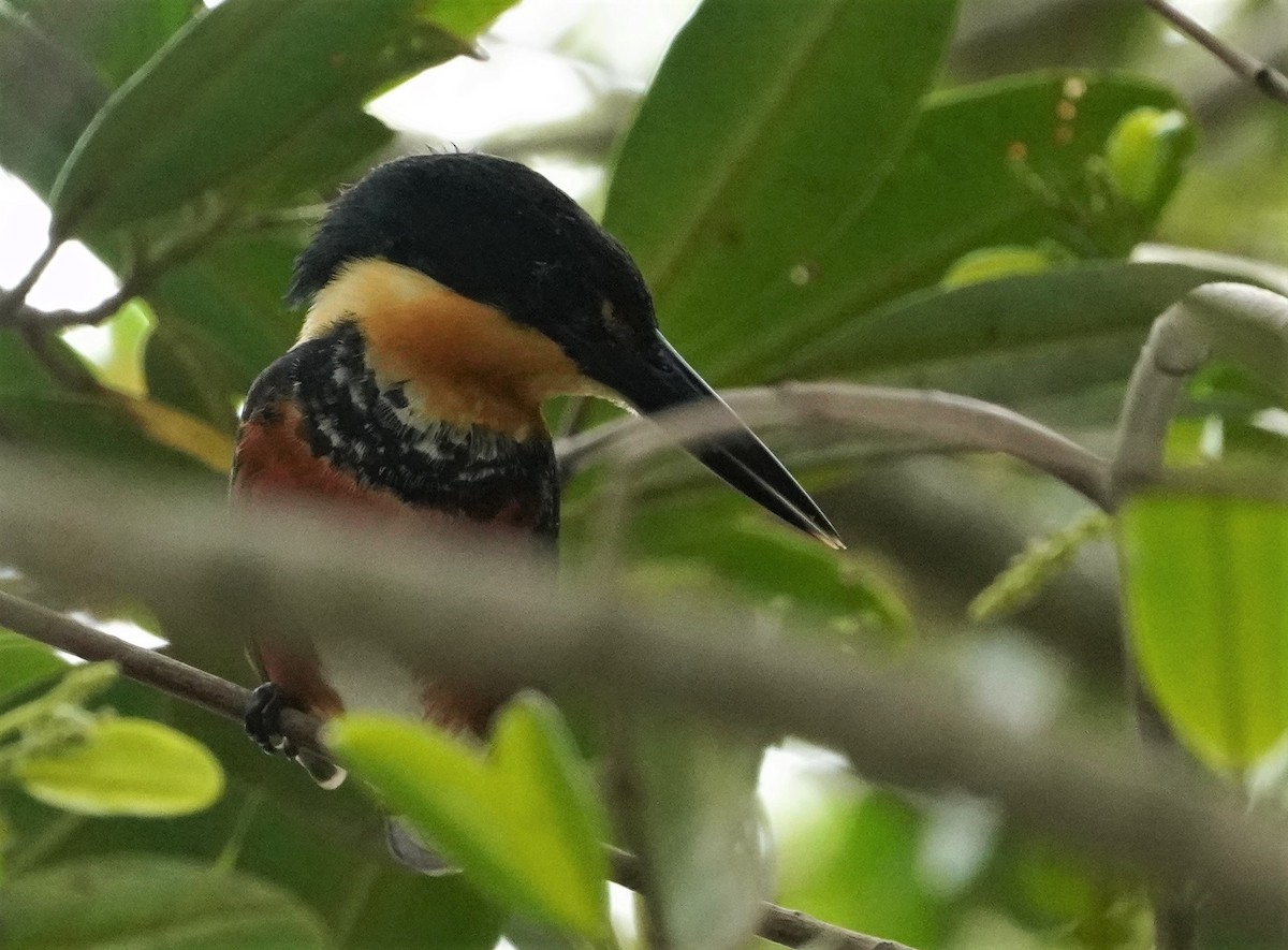 American Pygmy Kingfisher - ML450612981