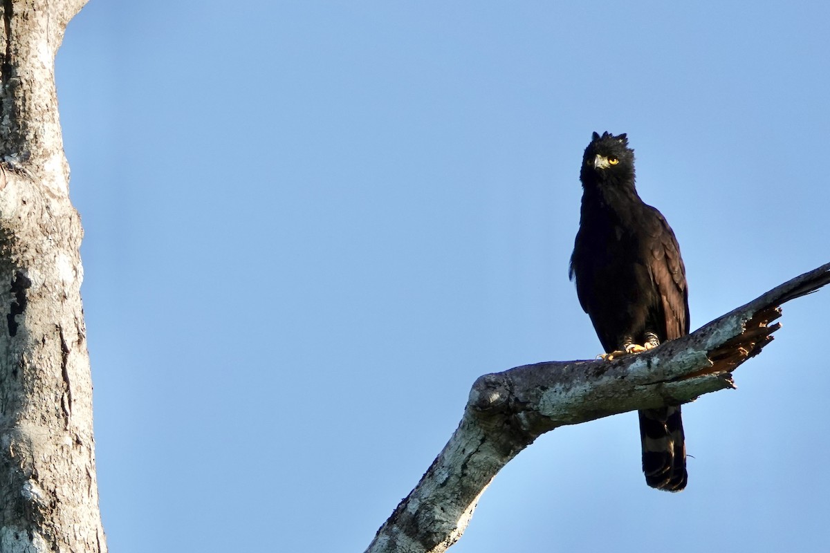 Чёрный хохлатый орёл - ML450613281