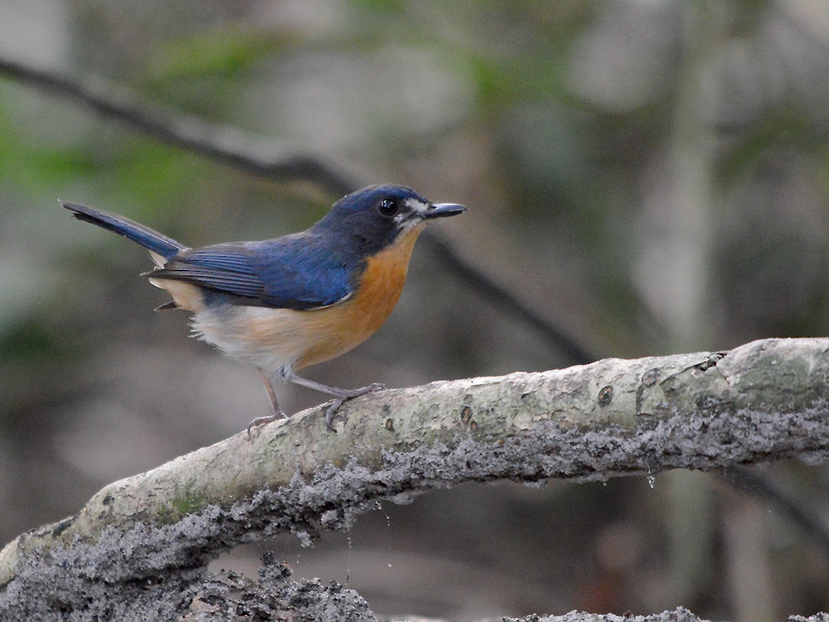 Mangrove Blue Flycatcher - ML450613411