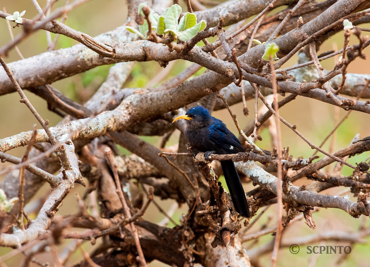 Abyssinian Scimitarbill - ML45061351