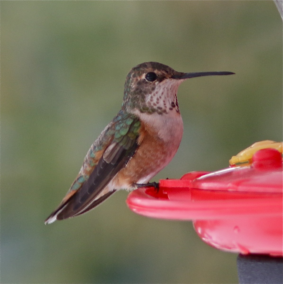 Rufous Hummingbird - ML45061471