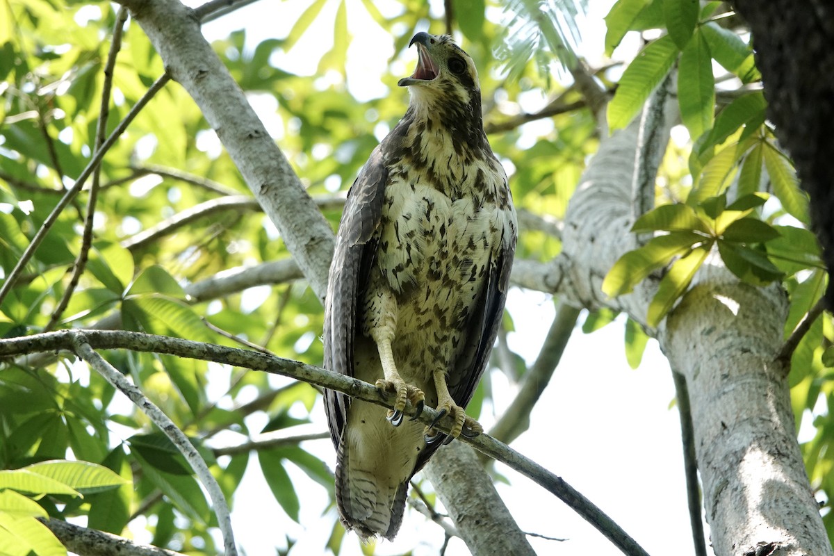 Busardo Urubitinga - ML450615501