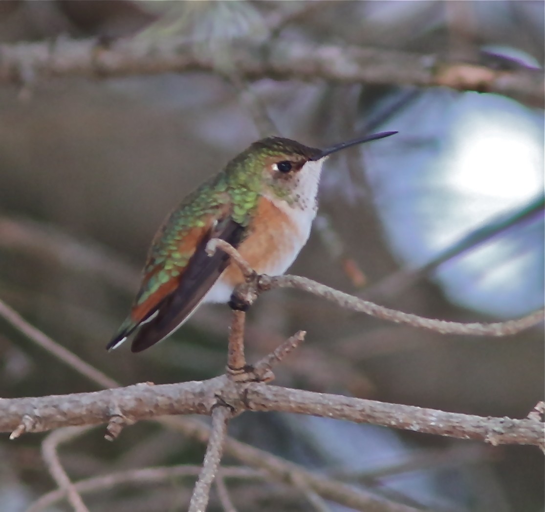 Rufous Hummingbird - ML45061631