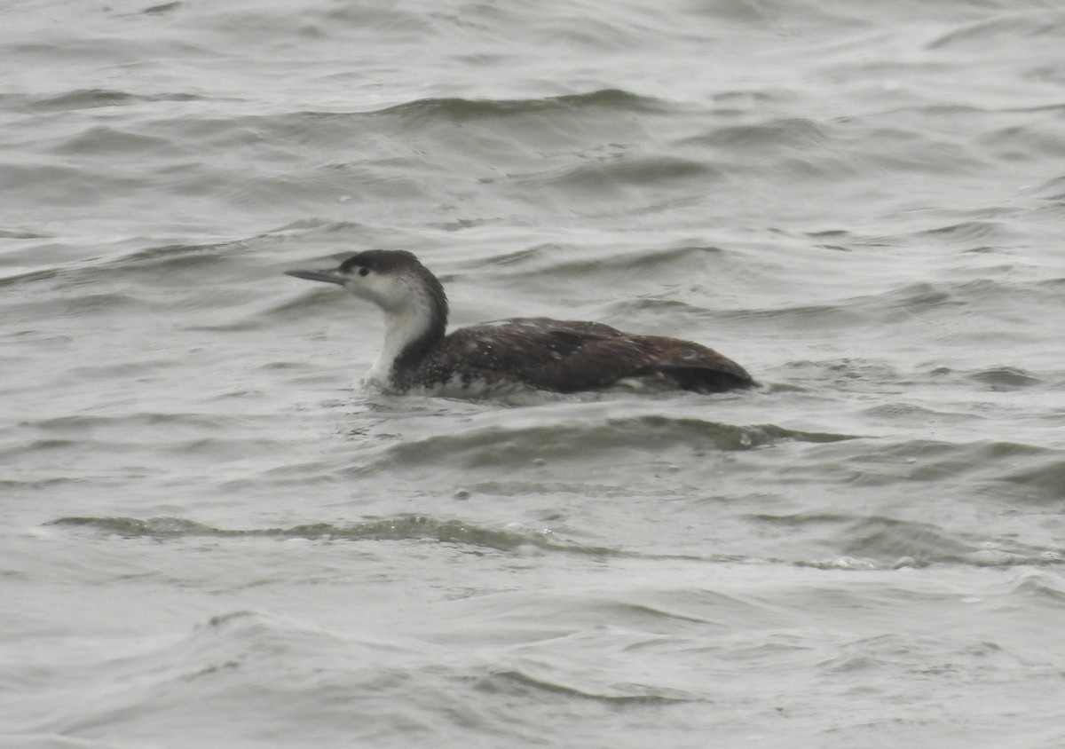 Red-throated Loon - ML450617281