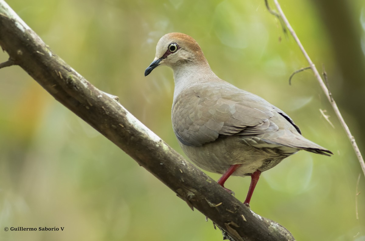 Gray-chested Dove - ML45061741