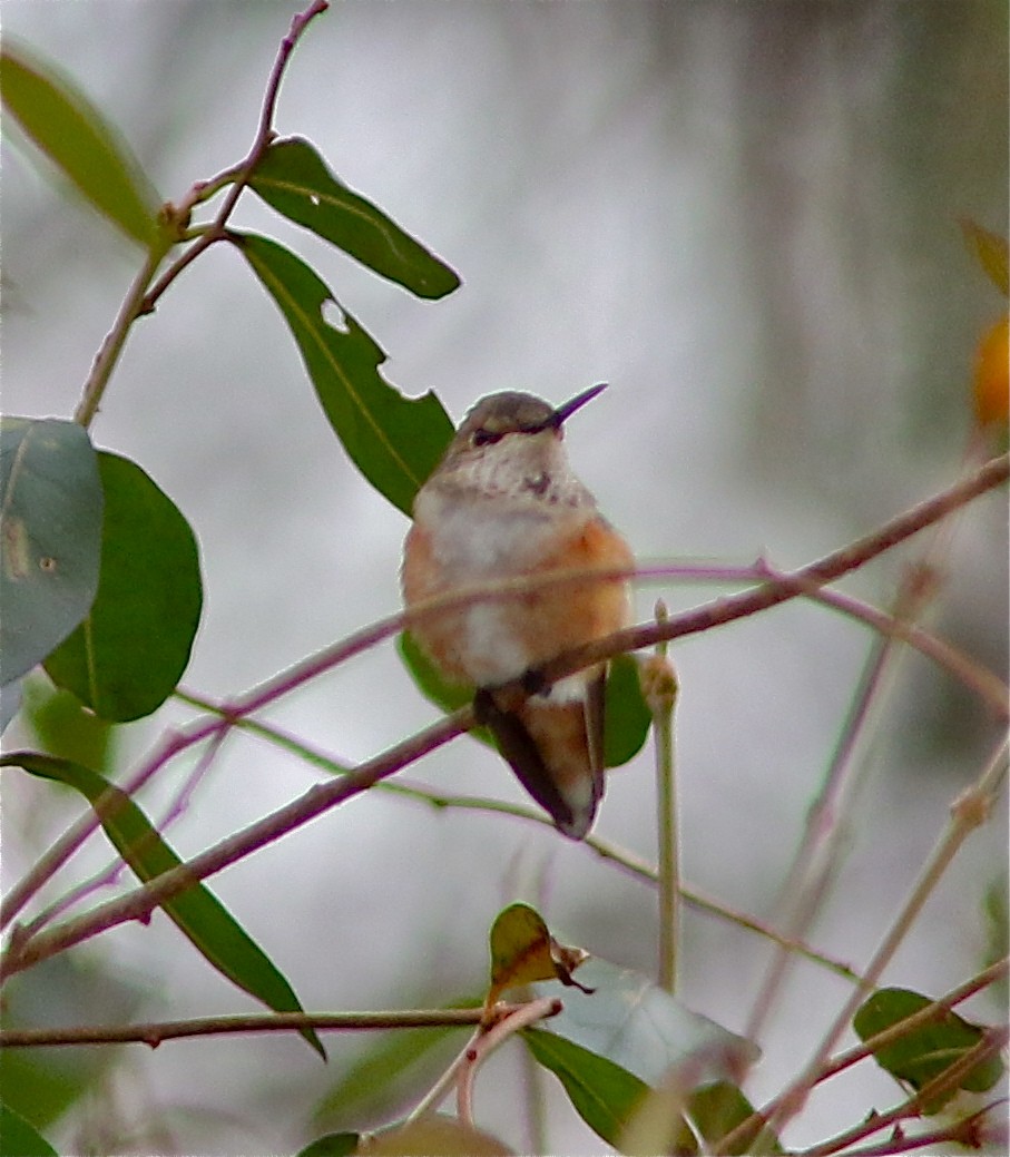 Rufous Hummingbird - ML45061831