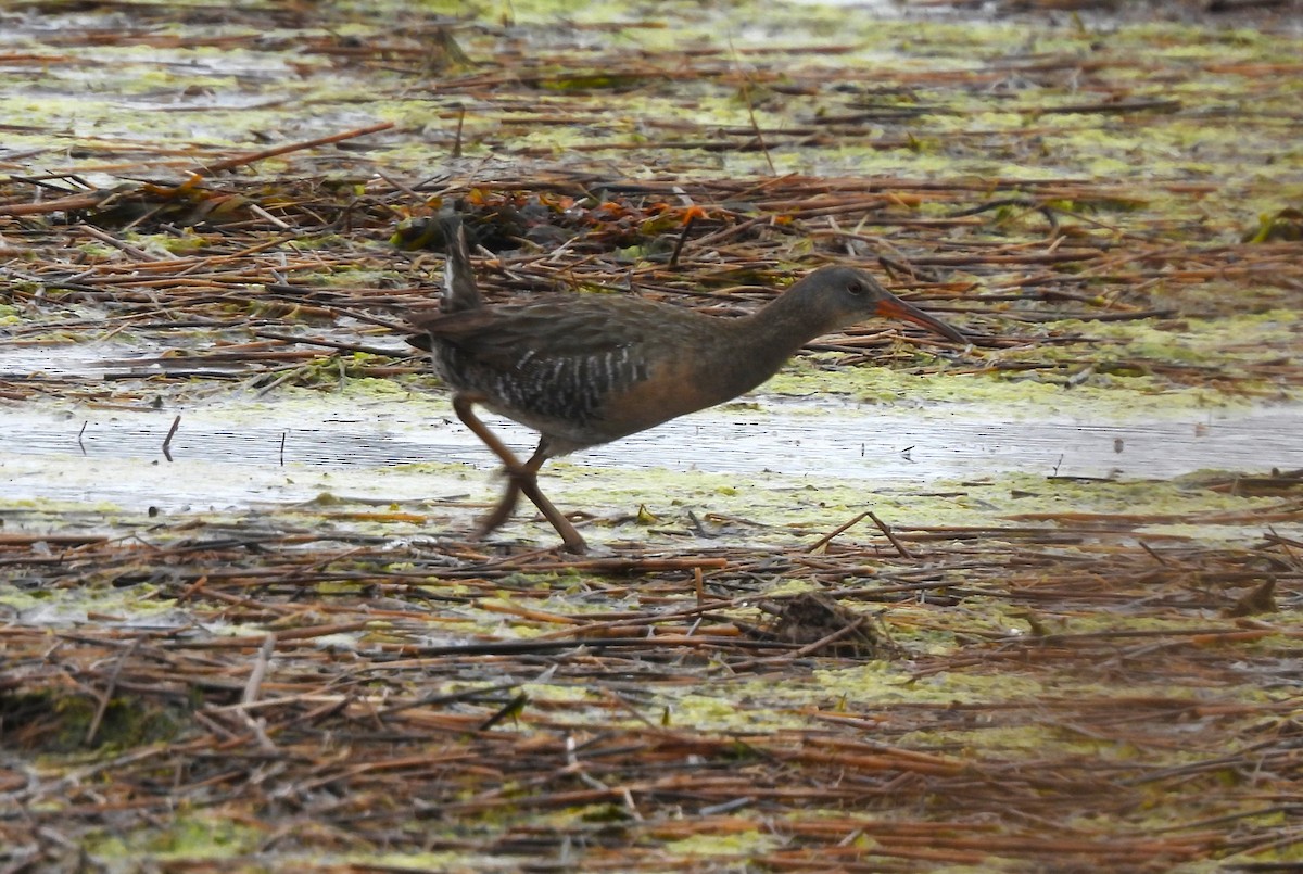 Clapper Rail - ML450618521