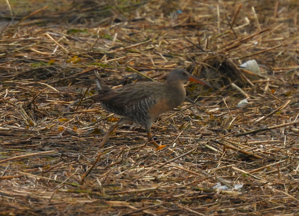 Clapper Rail - ML450618531