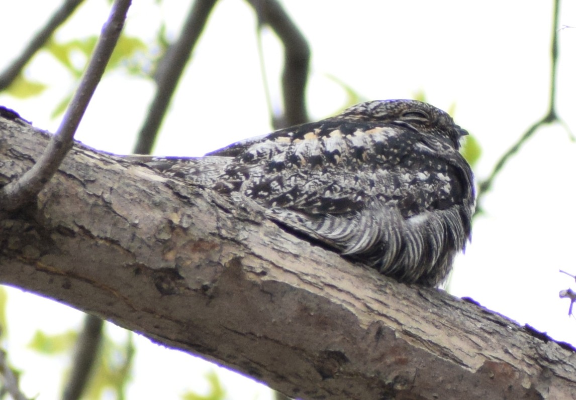 Common Nighthawk - Richard Buist