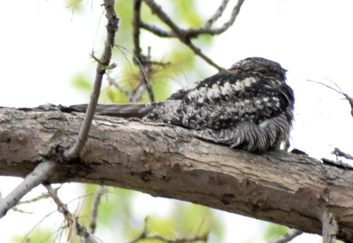 Common Nighthawk - ML450618681