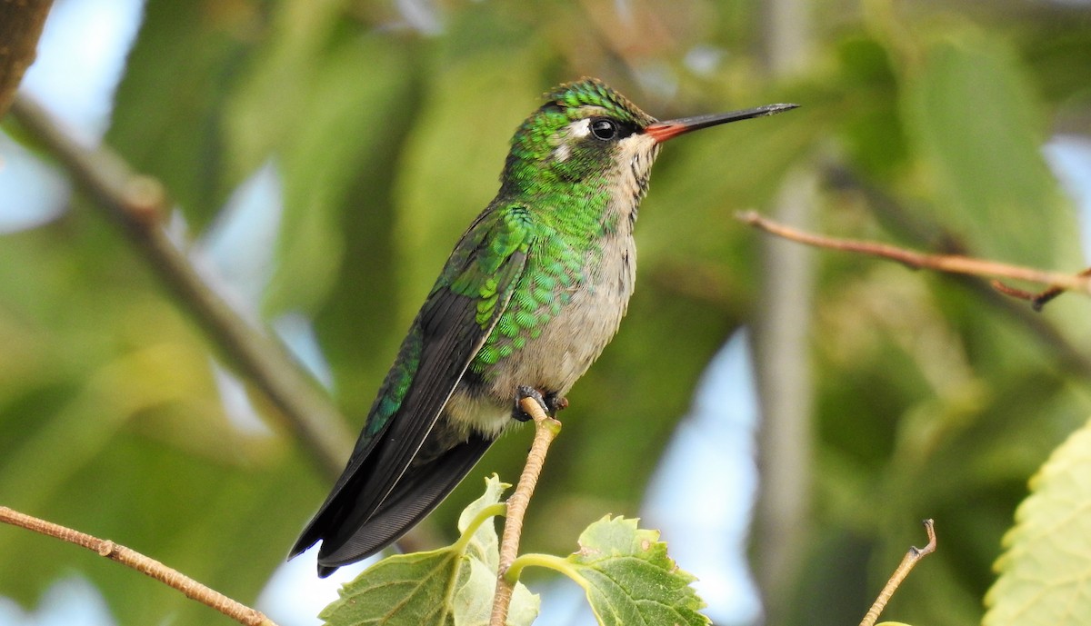 kolibřík lesklobřichý - ML45061871