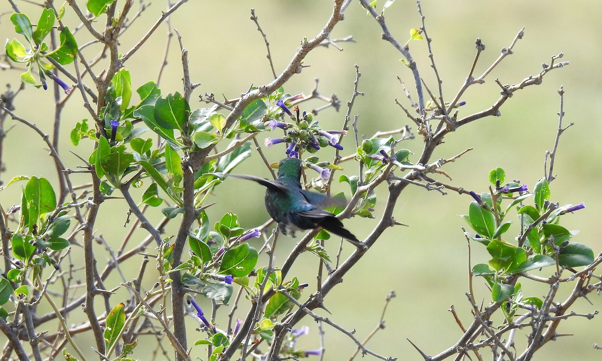 kolibřík lesklobřichý - ML45061881