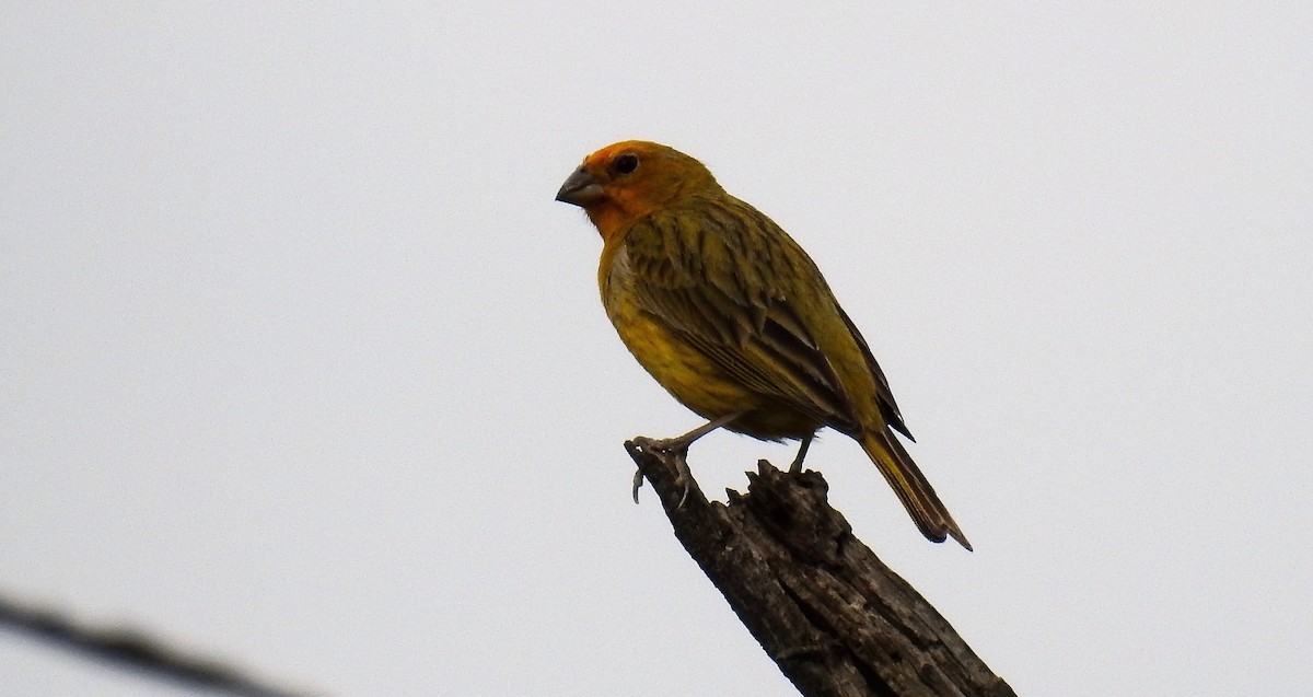 Saffron Finch - ML45062021