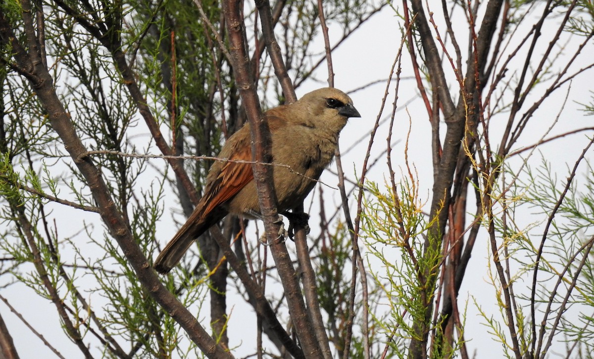 クリバネコウウチョウ - ML45062121