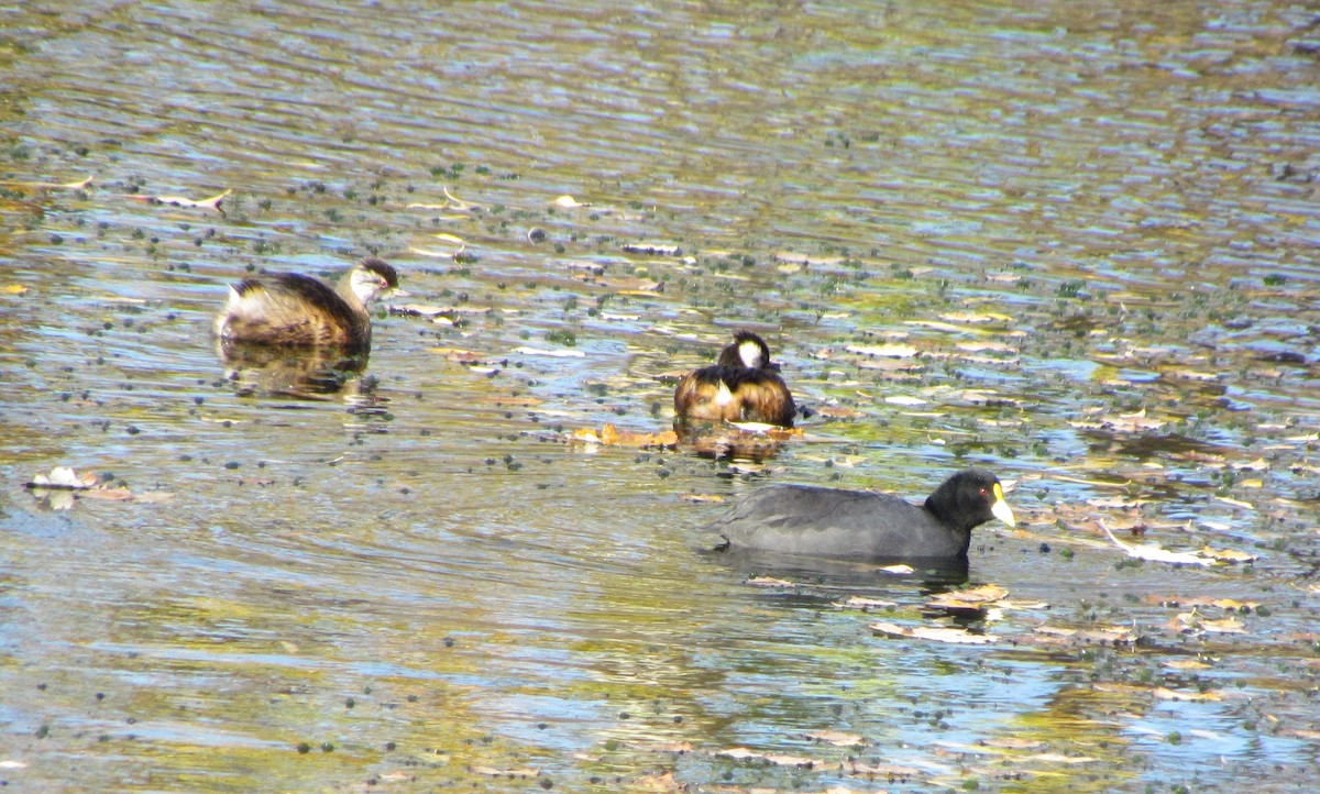 White-winged Coot - ML450621971