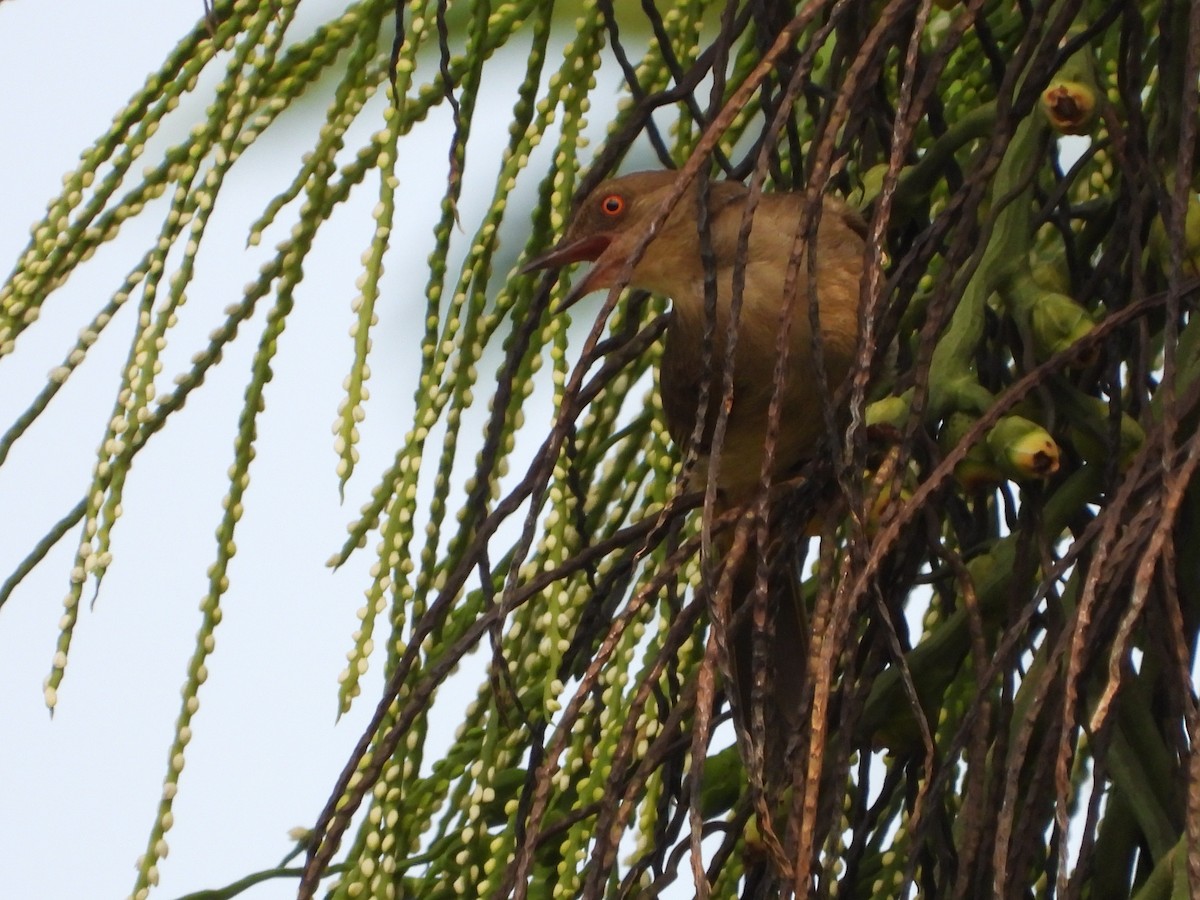 Red-eyed Bulbul - ML450622211